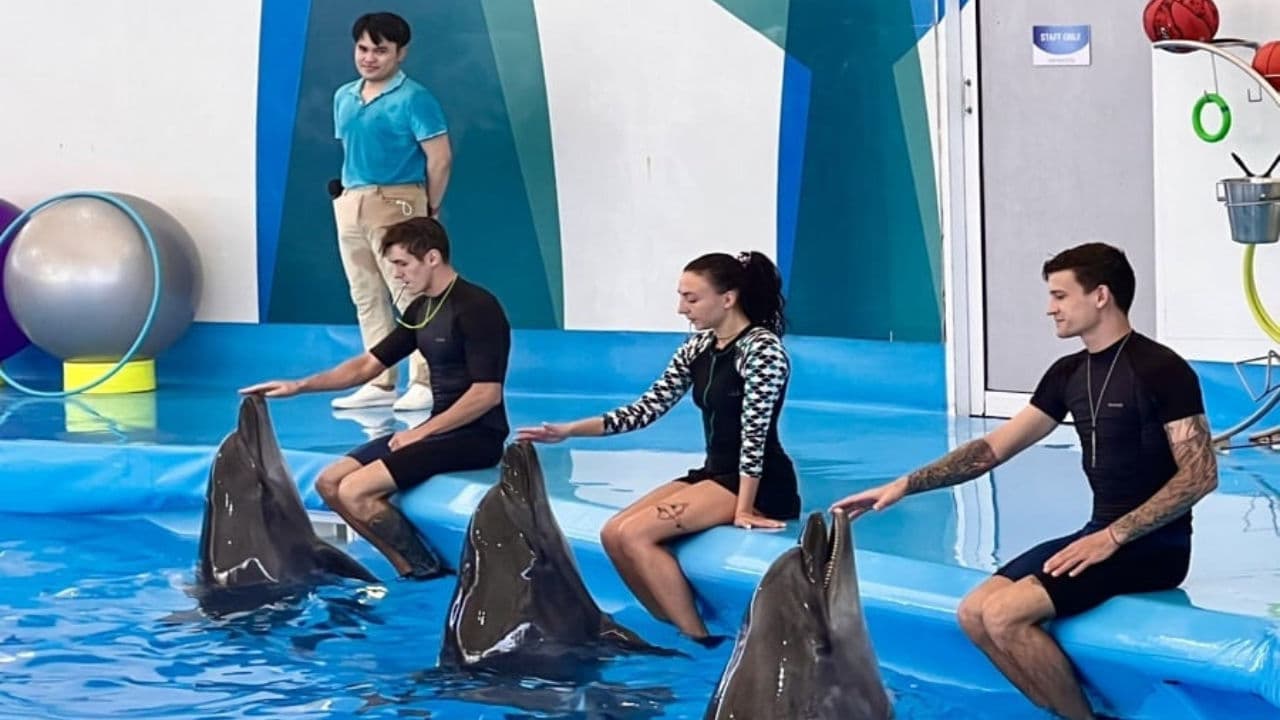 Pattaya Dolphin Show: What to Expect, Timings, Tickets & Tips